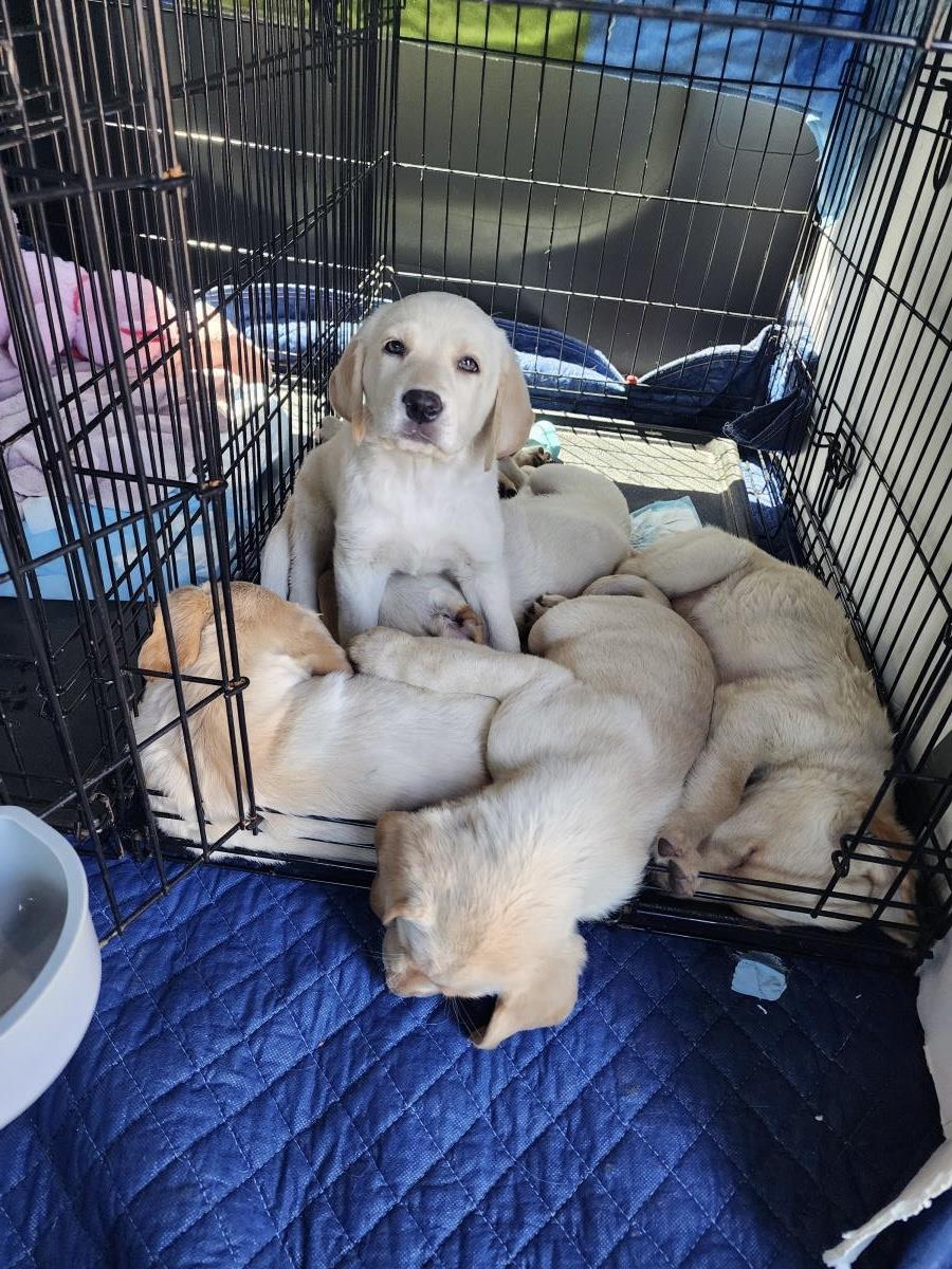 Chloe’s Puppy - Eleanor - Adopted