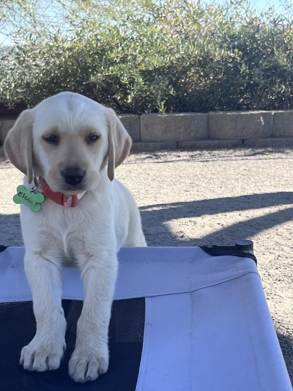 Chloe’s Puppy - Eleanor - Adopted
