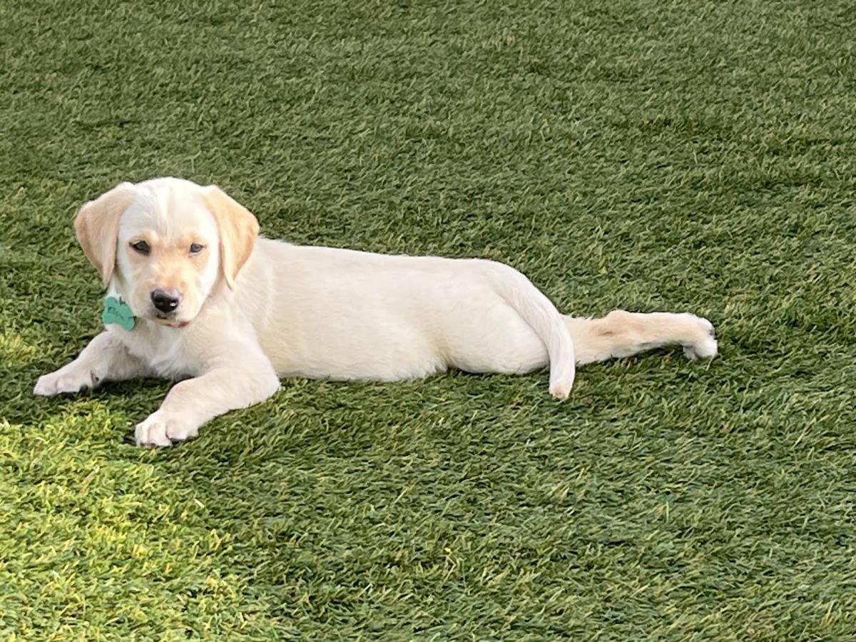 Chloe’s Puppy - Eleanor - Adopted