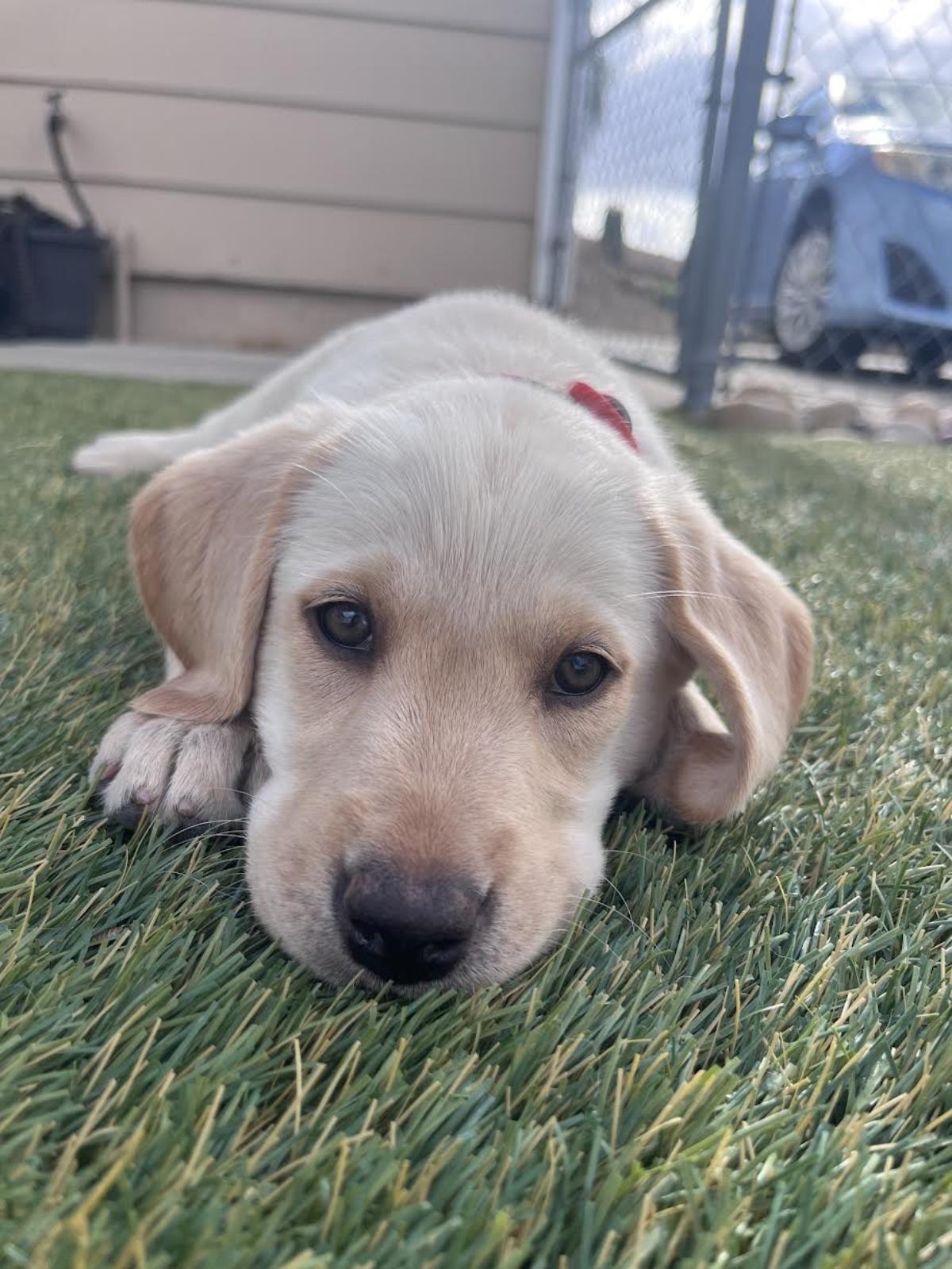 Chloe’s Puppy - Eleanor - Adopted