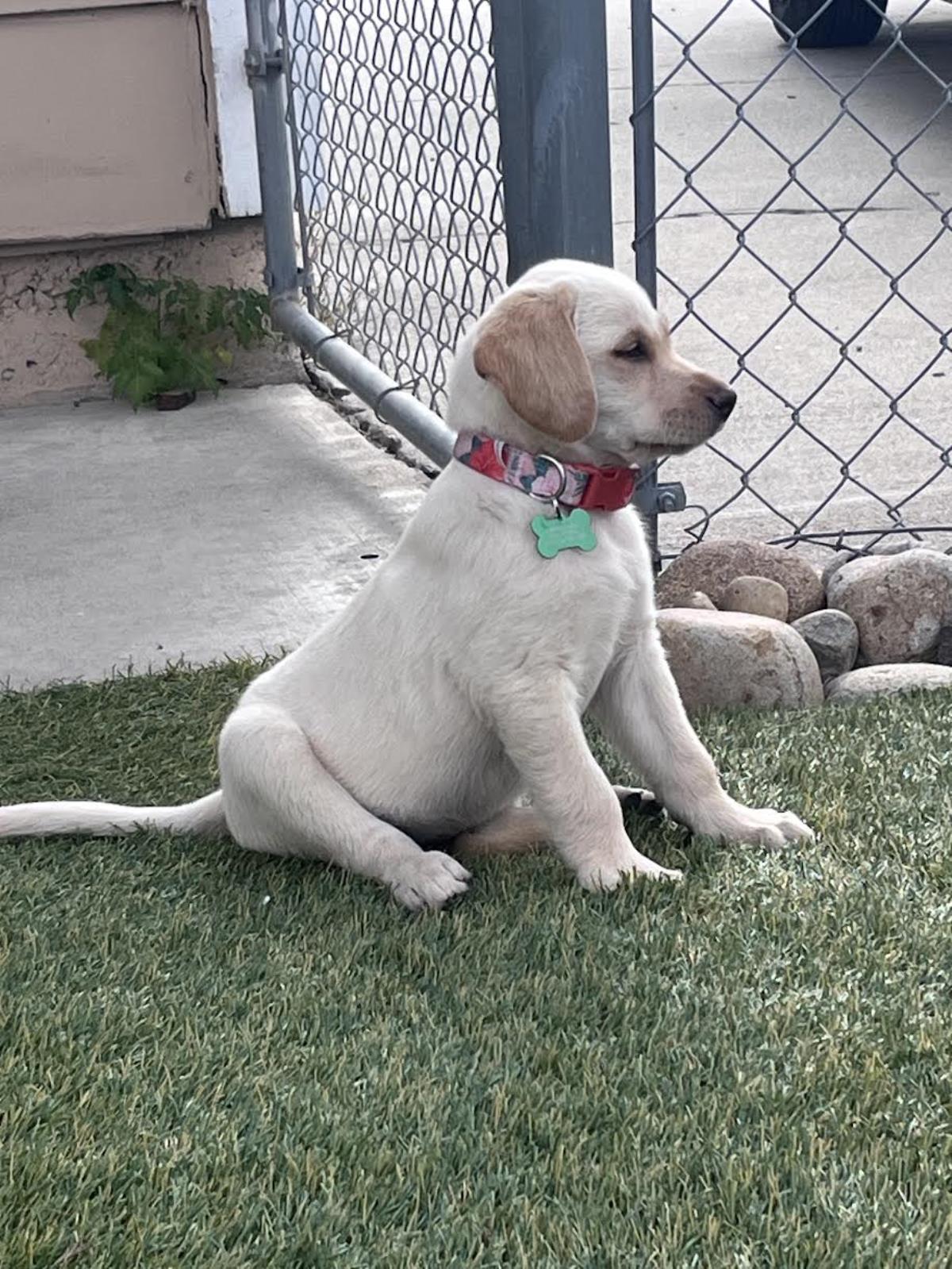 Chloe’s Puppy - Eleanor - Adopted