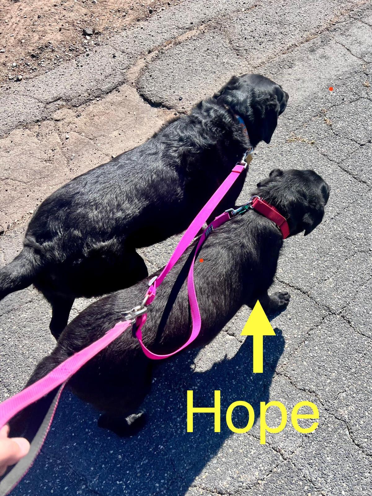 Hope - Waitlist Full