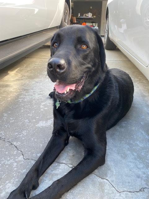 Maverick - Adopted