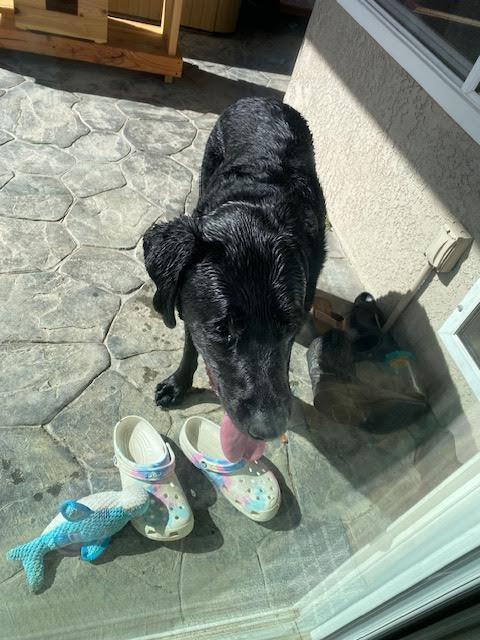 Maverick - Adopted