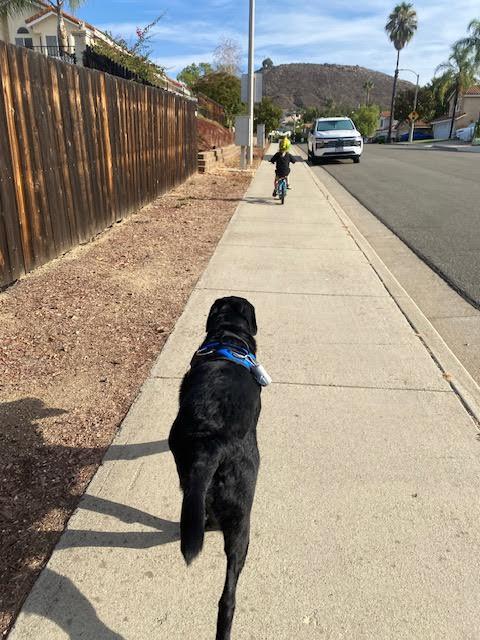 Maverick - Adopted