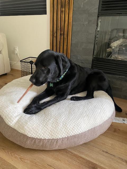 Maverick - Adopted