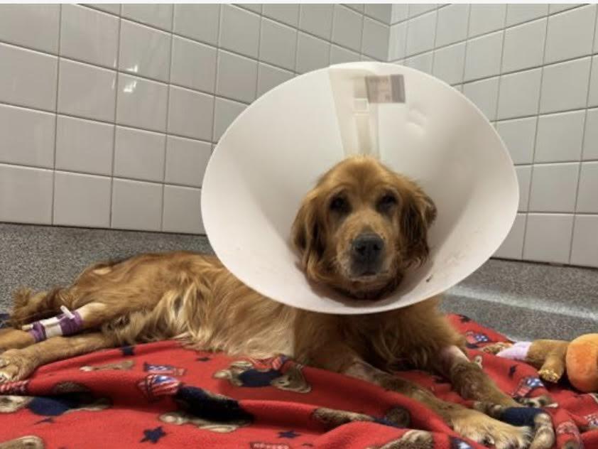 Sunny - Medical Hold
