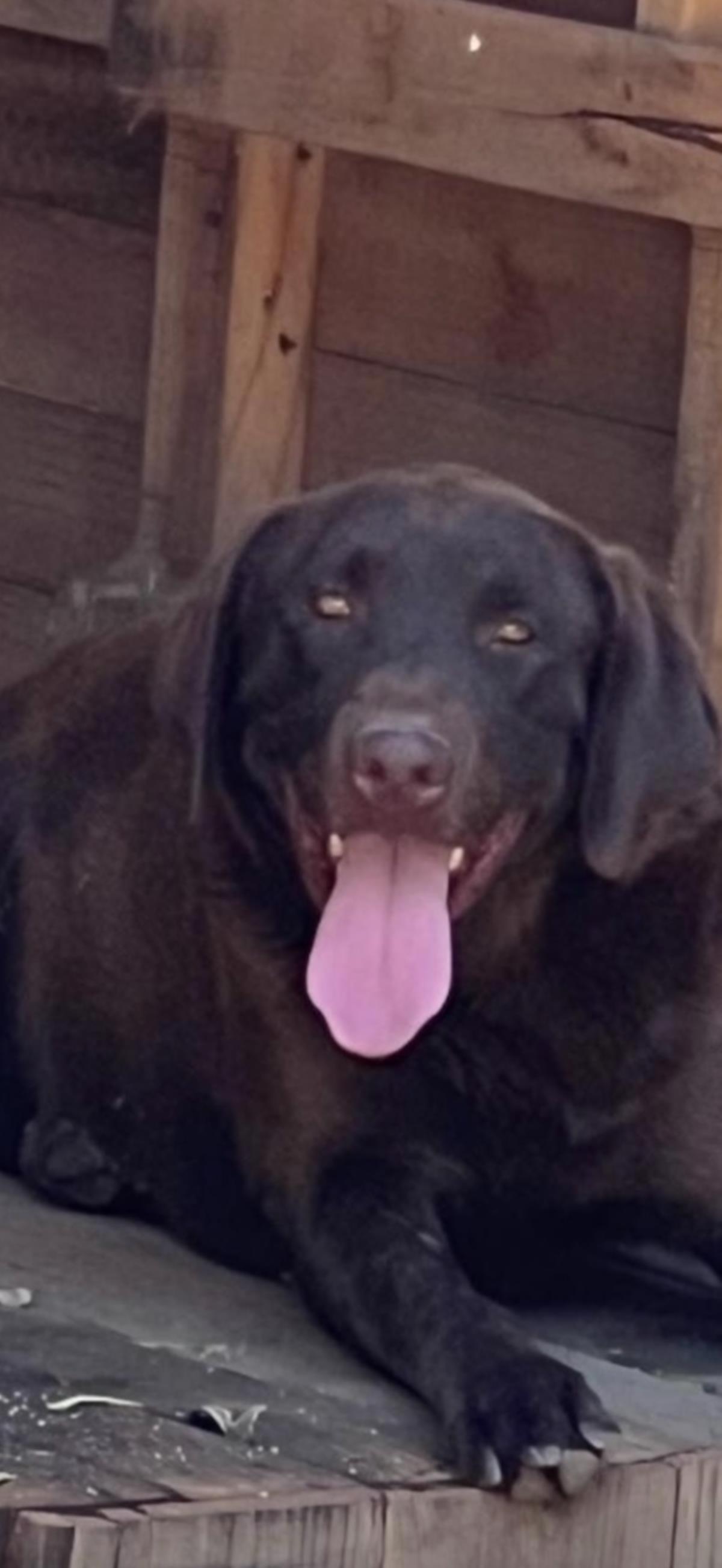 Noelia - Adopted