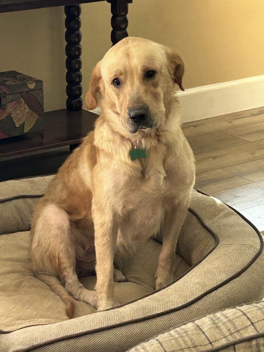 Pumpkin - Medical Hold