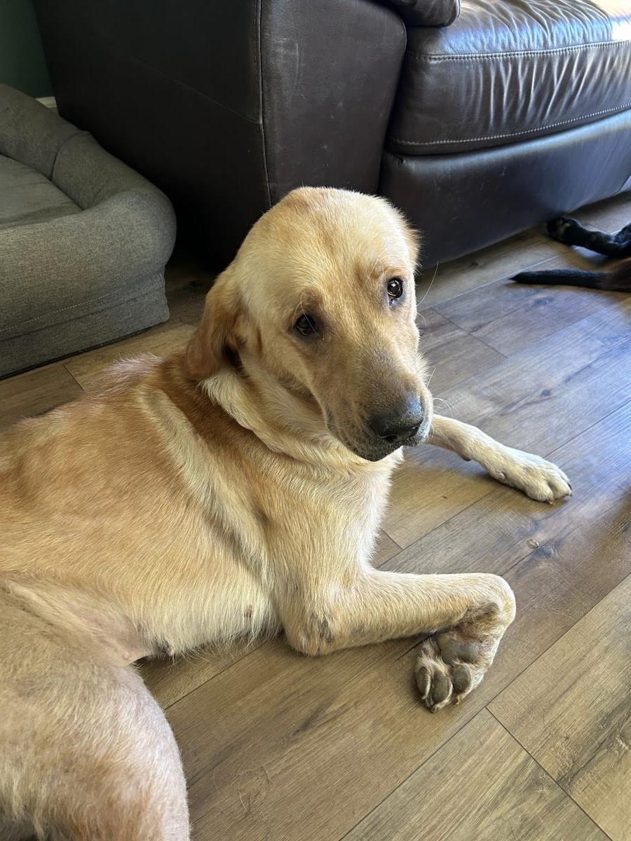 Pumpkin - Medical Hold