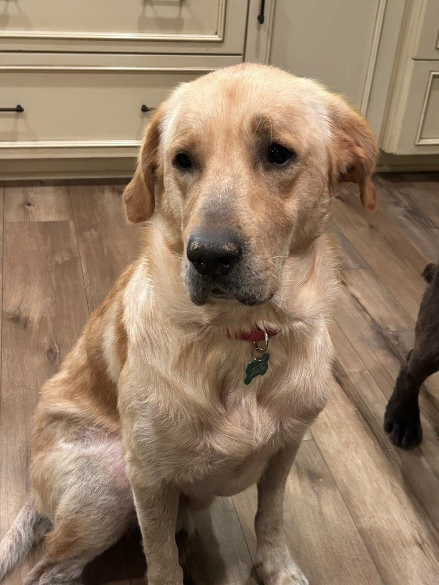 Pumpkin - Medical Hold