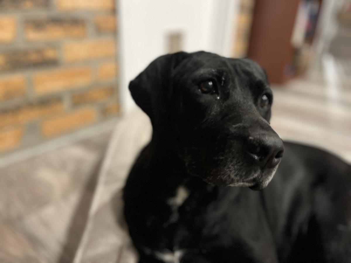 Marla - Medical Hold