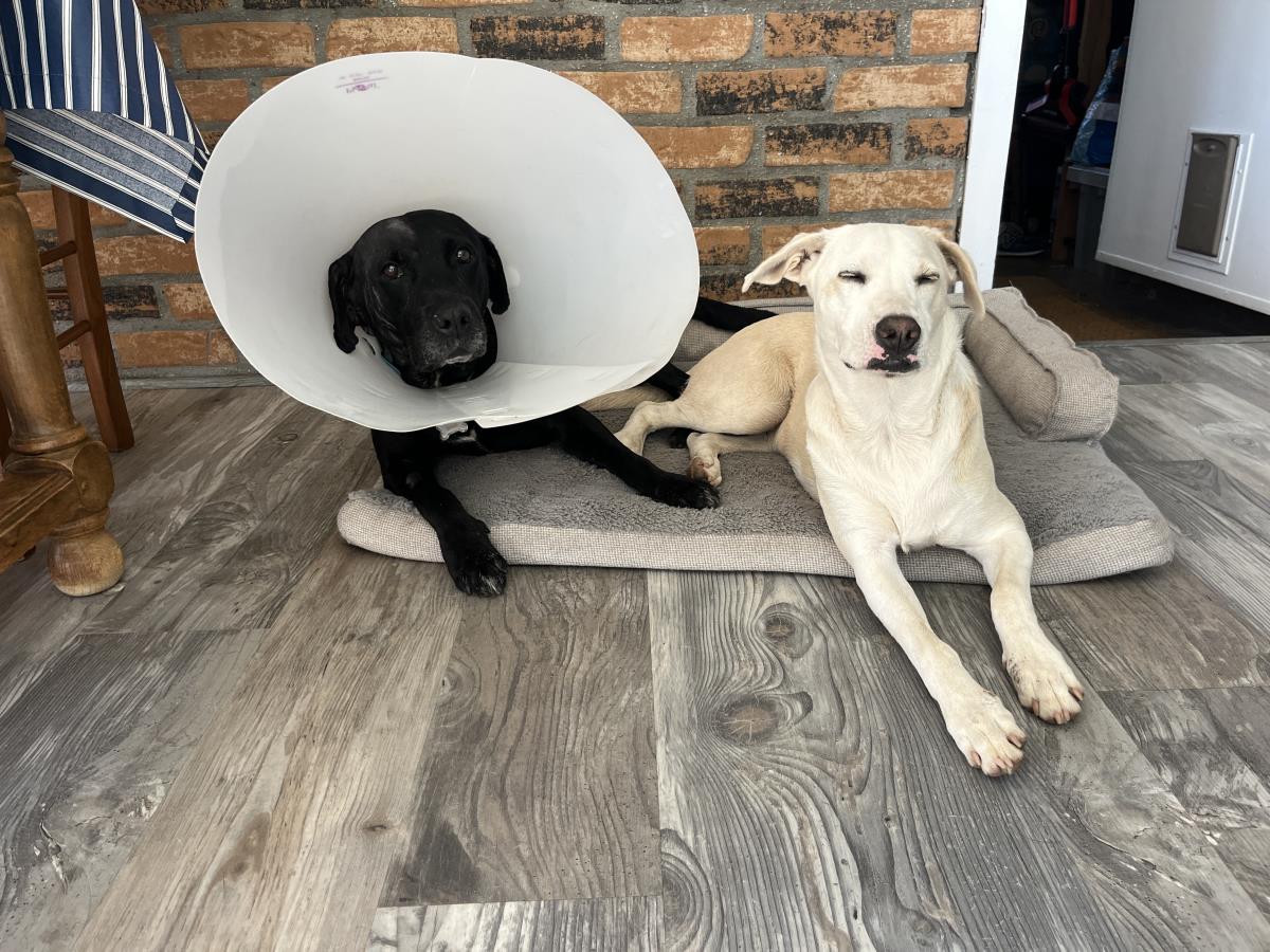 Marla - Medical Hold