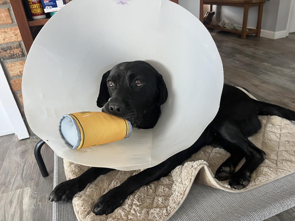 Marla - Medical Hold