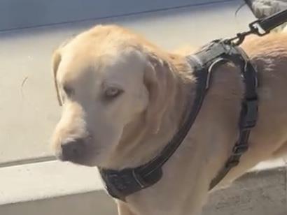 Jewels - Medical Hold