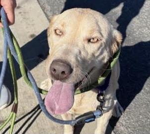 Jewels - Medical Hold