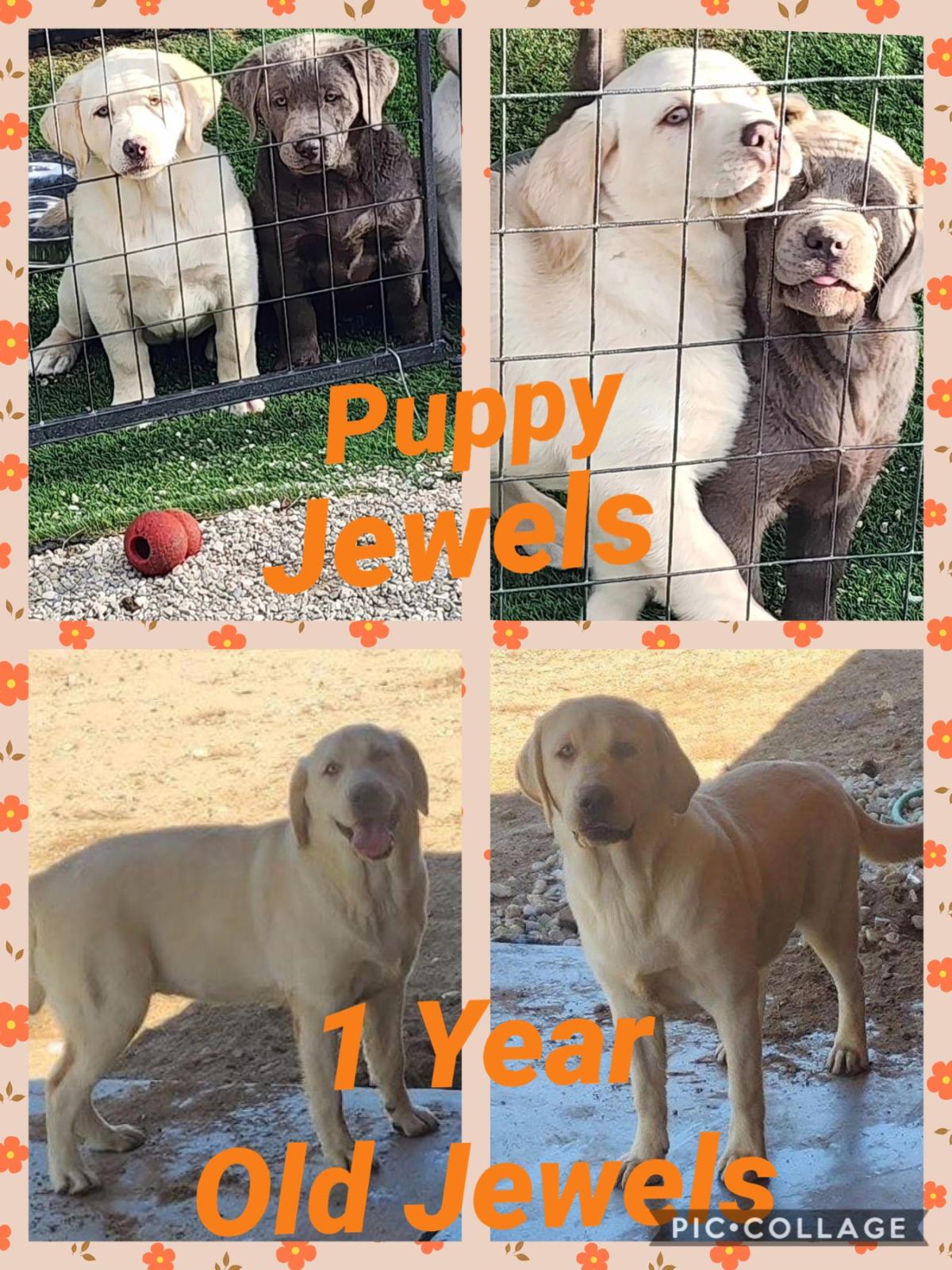 Jewels - Medical Hold