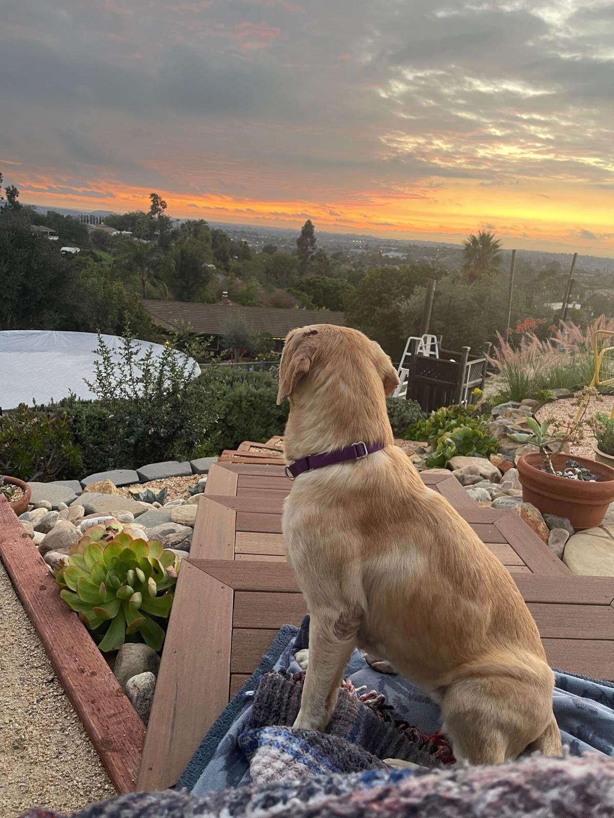 Jewels - Medical Hold