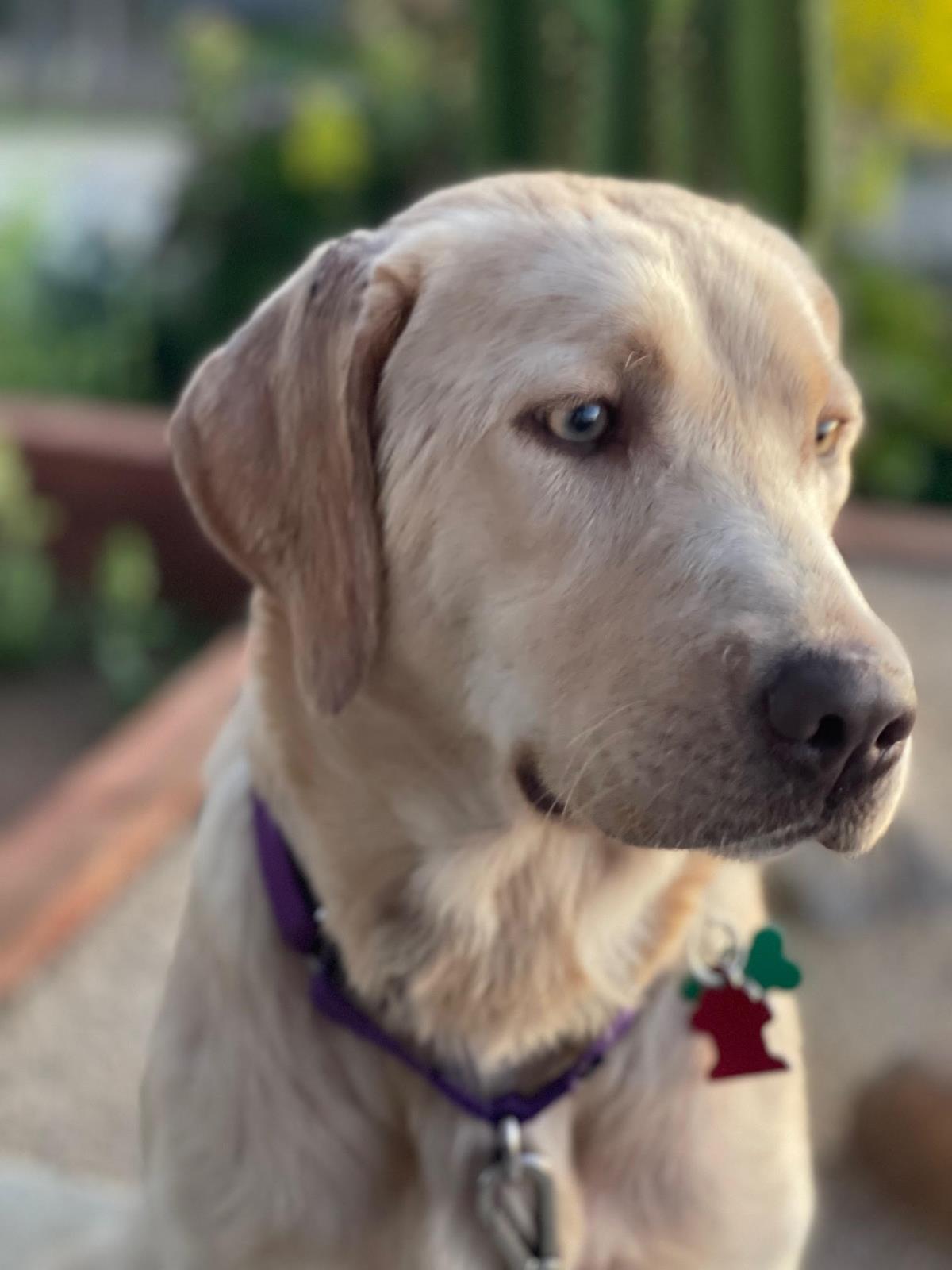 Jewels - Medical Hold