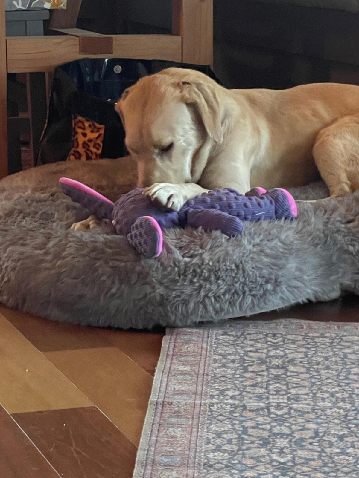 Jewels - Medical Hold