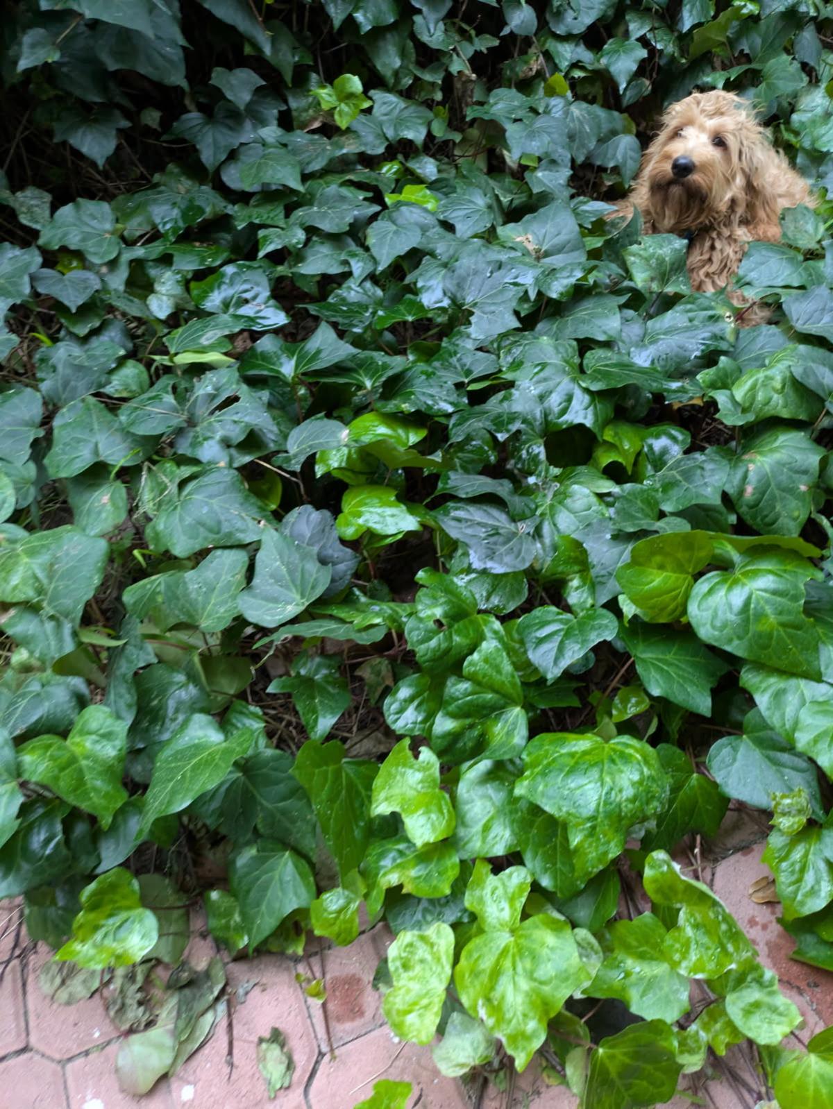 Goldie Hawn - Application List Full