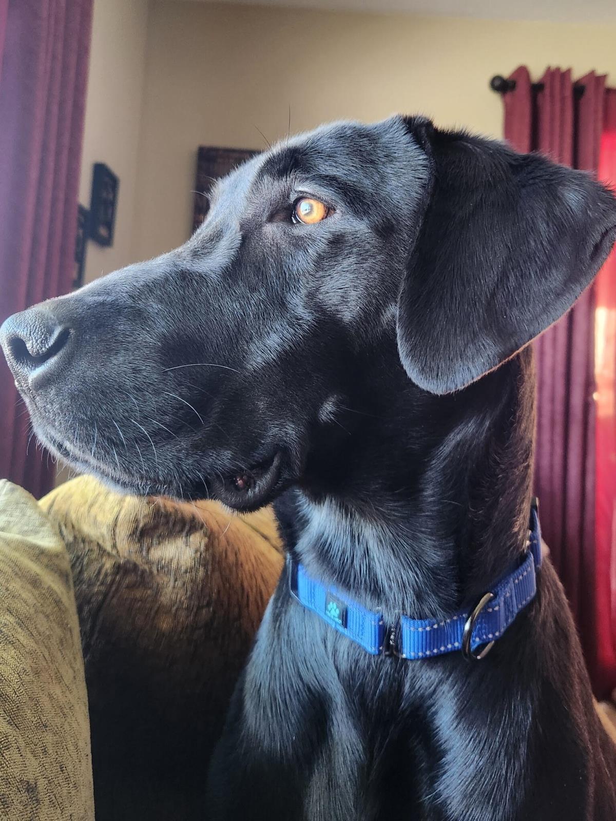 Liam - Adoption in Progress