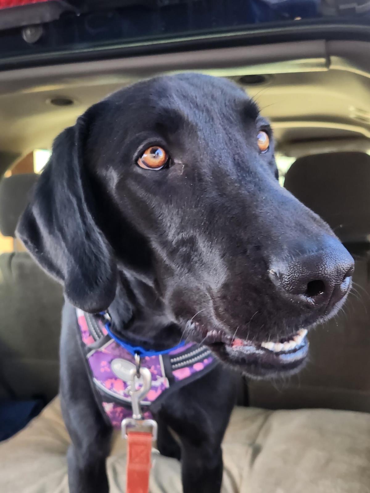 Liam - Adoption in Progress