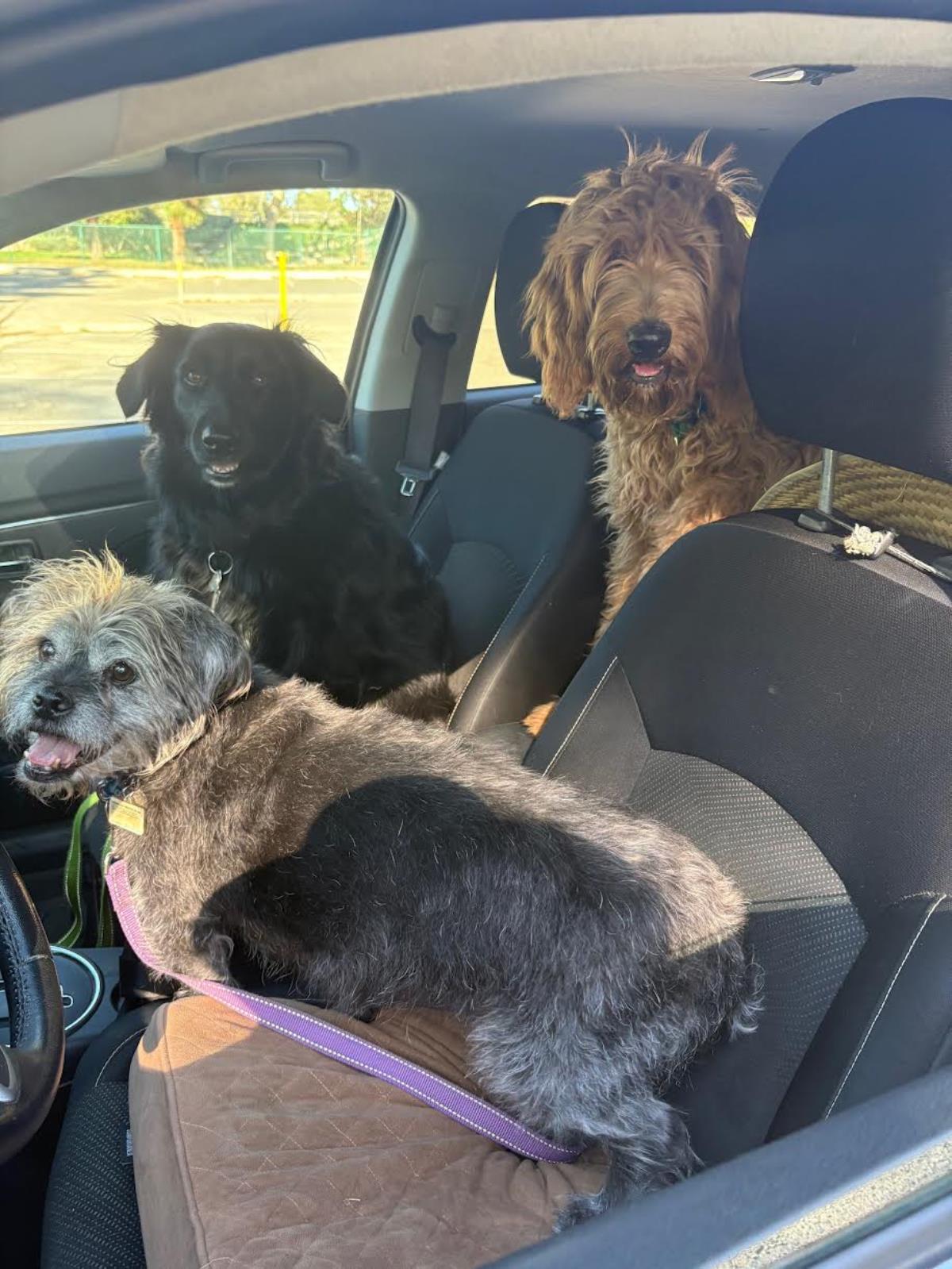 Goldie Hawn - Application List Full