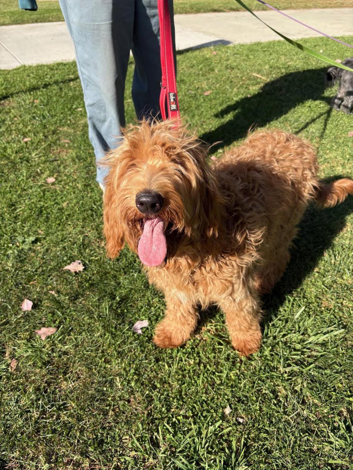 Goldie Hawn - Application List Full