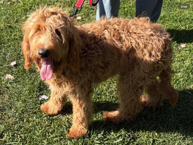 Goldie Hawn - Application List Full