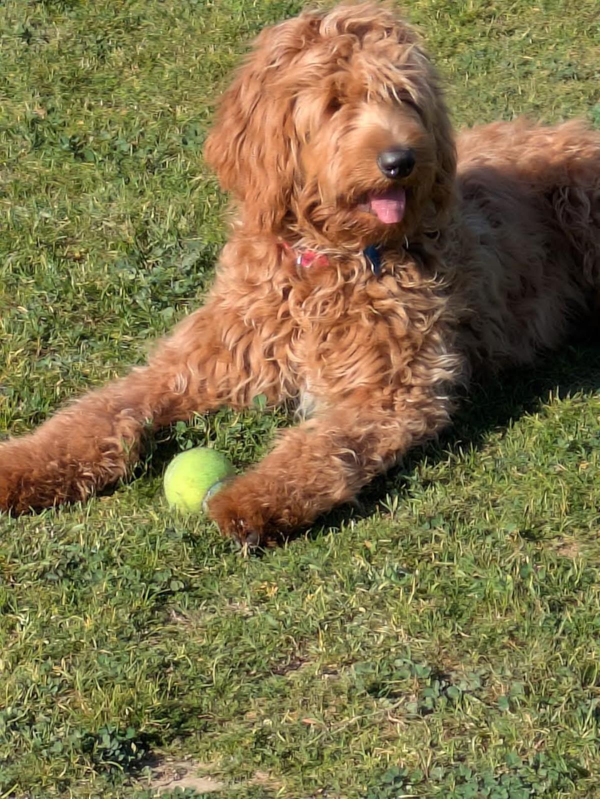 Goldie Hawn - Application List Full