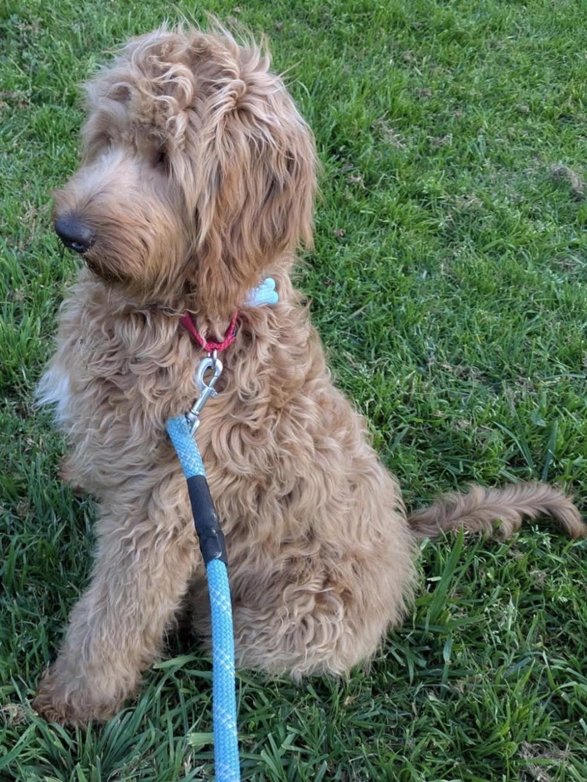 Goldie Hawn - Application List Full