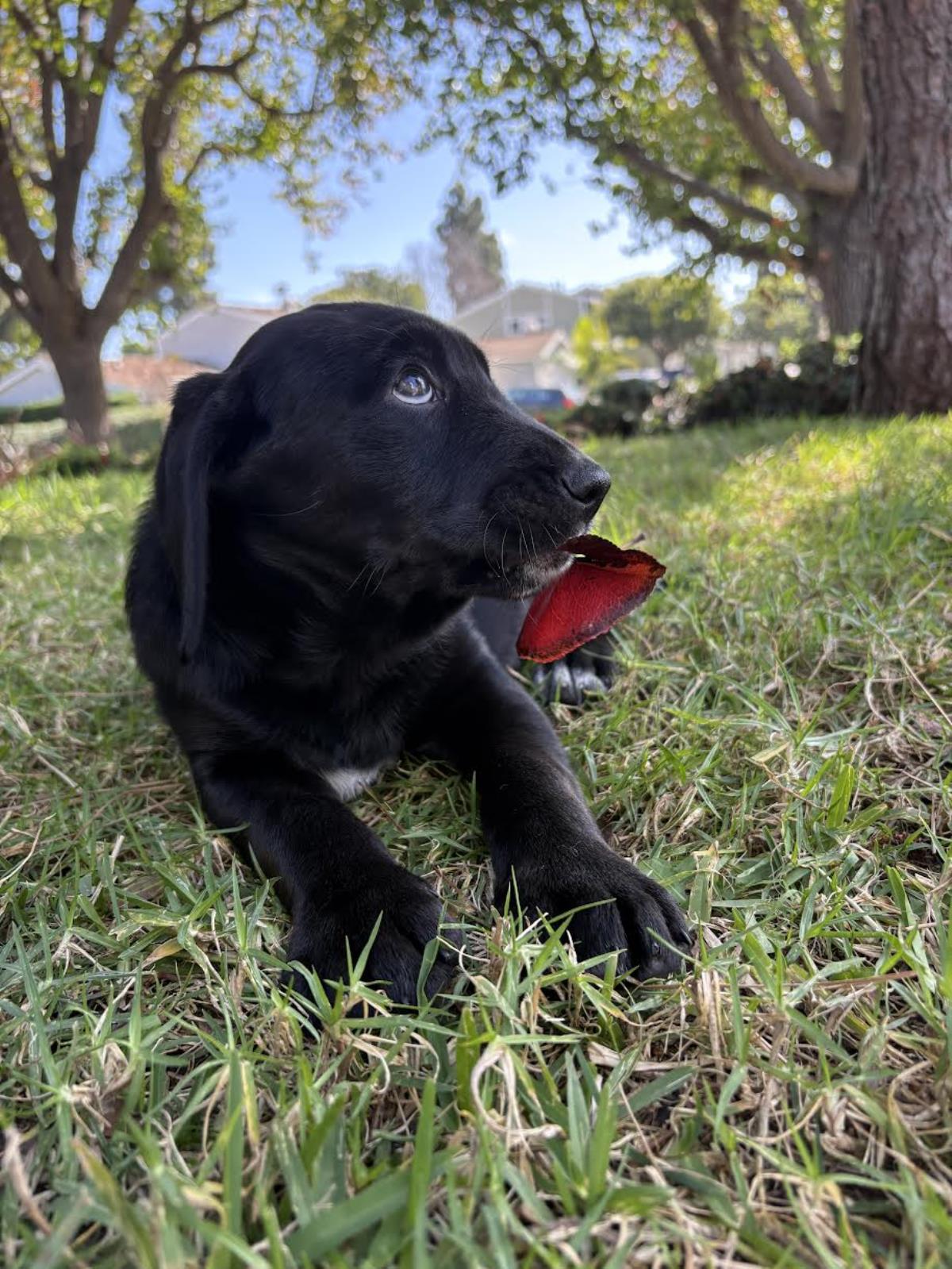 Puppy Woody - Adoption in Progress