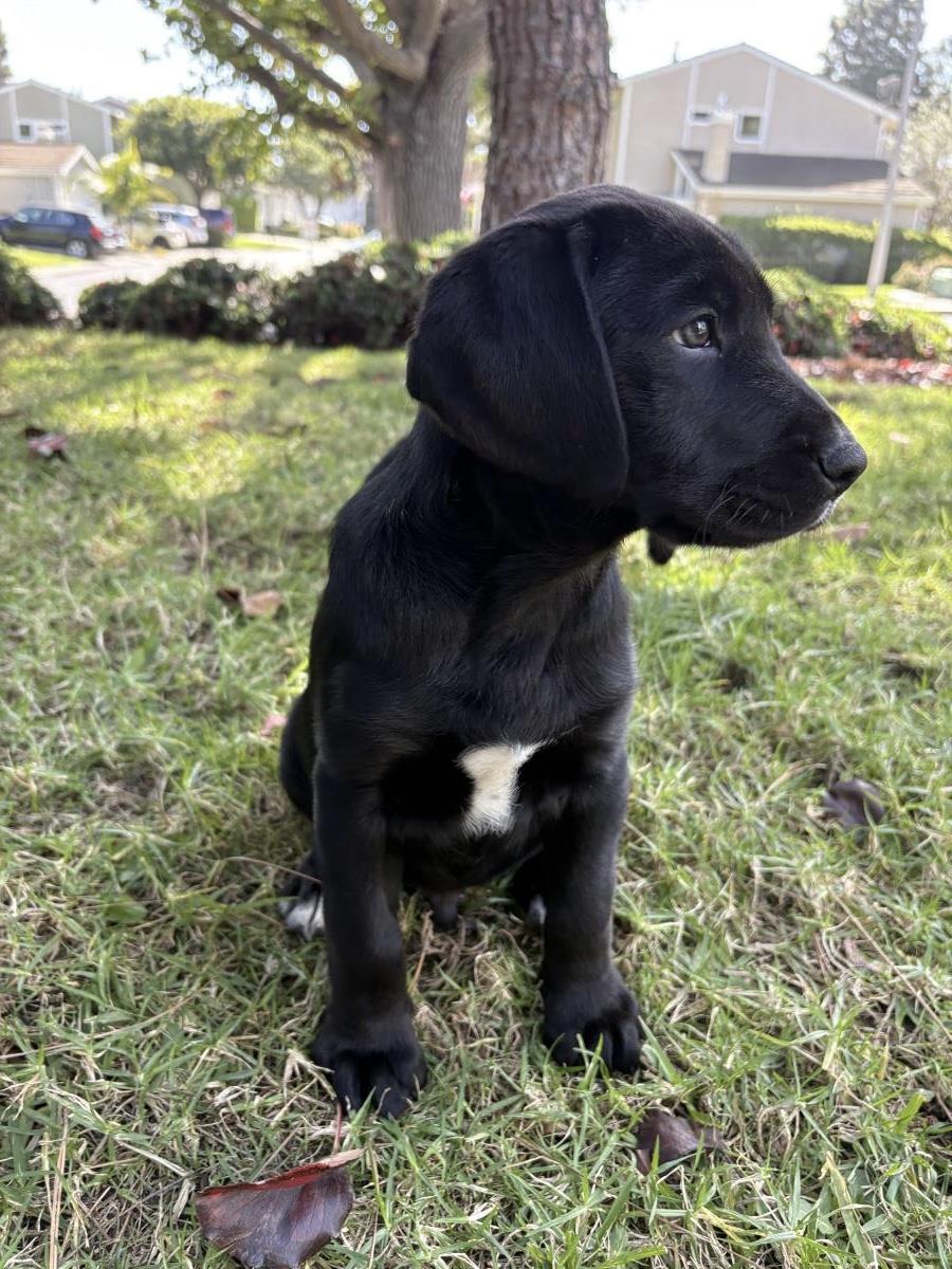 Puppy Woody - Adoption in Progress