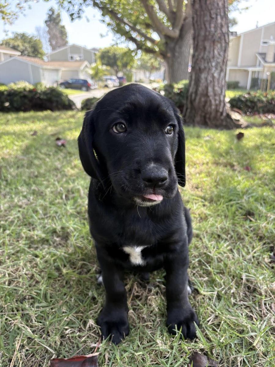 Puppy Woody - Adoption in Progress