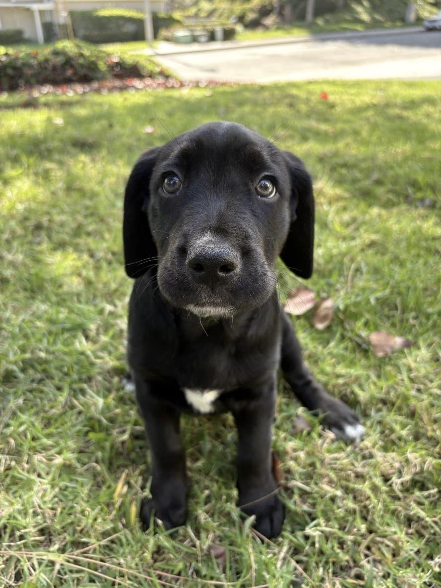 Puppy Woody - Adoption in Progress