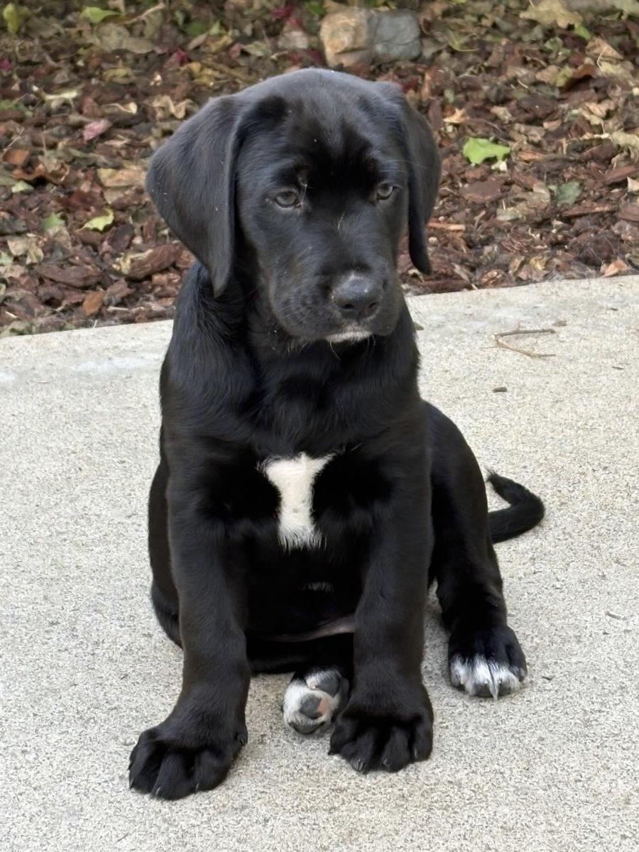 Puppy Woody - Adoption in Progress