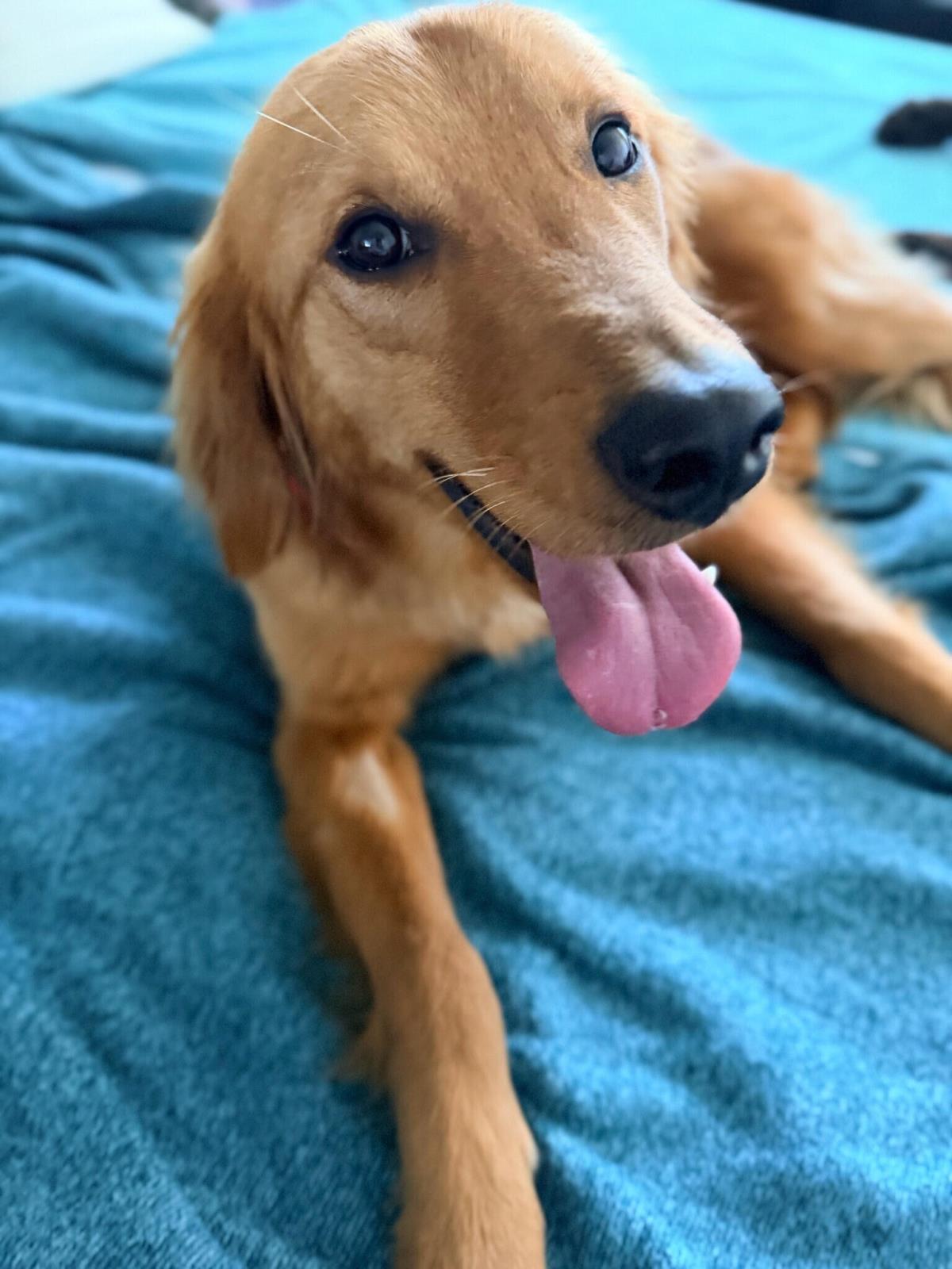 Dakota - Application List Full