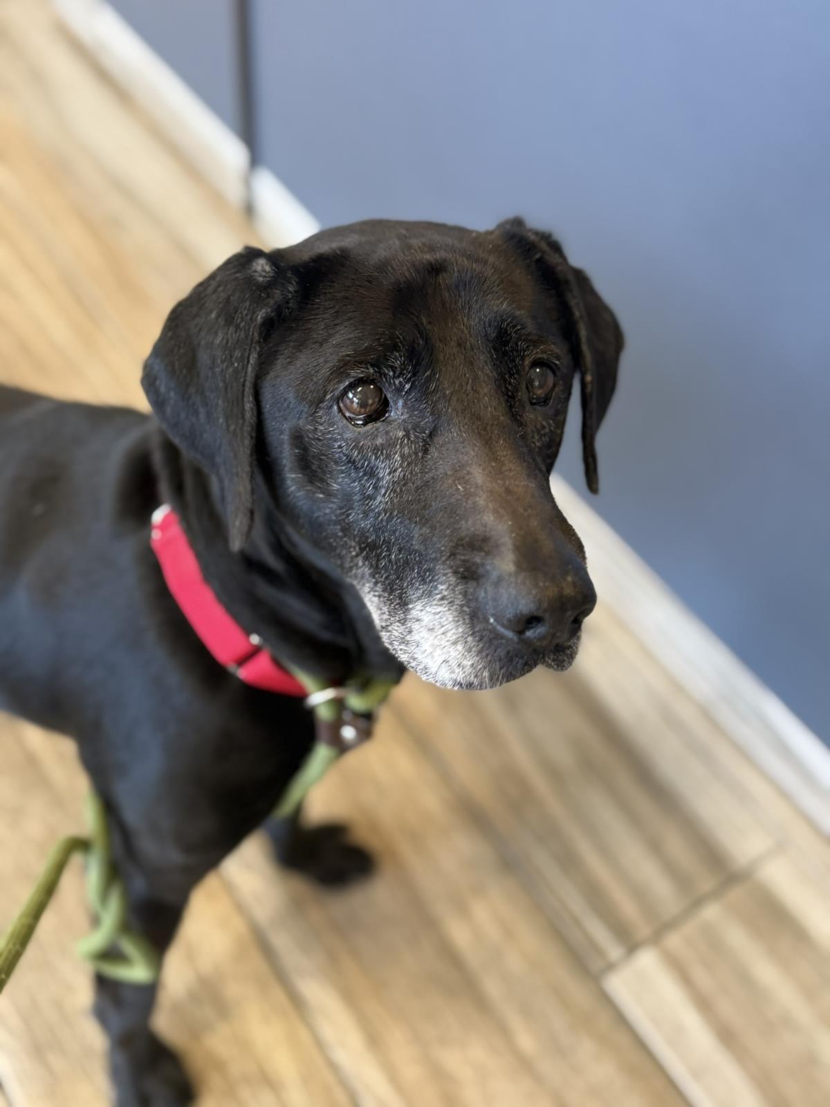 Edith - Medical Hold