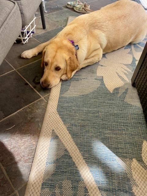 Daisy 