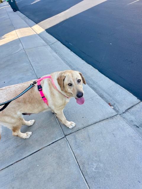 Daisy 