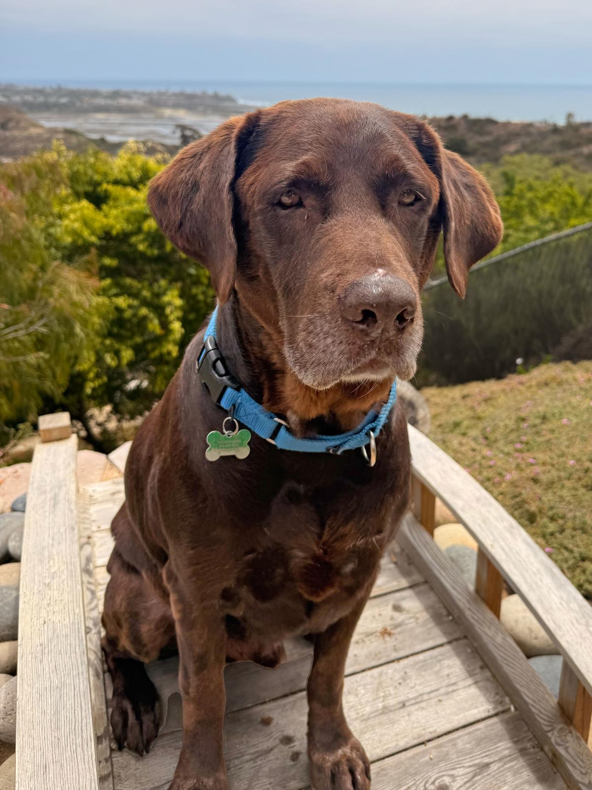 Snickers