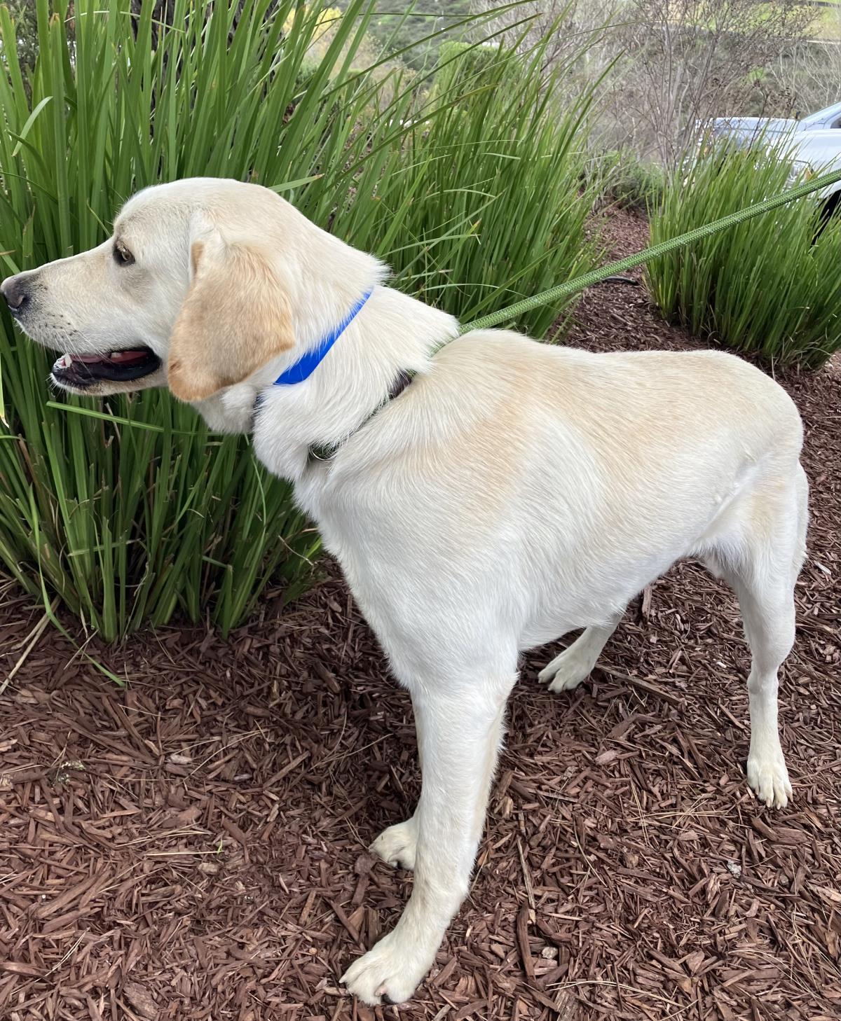 Buddy - Adoption in Progress