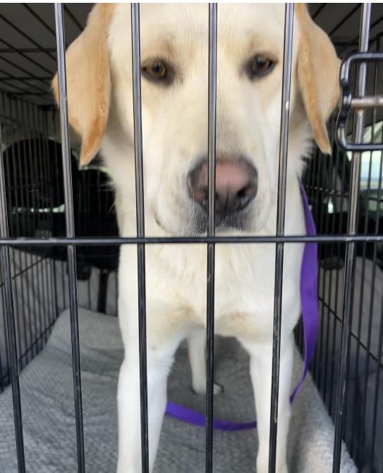 Buddy - Adoption in Progress