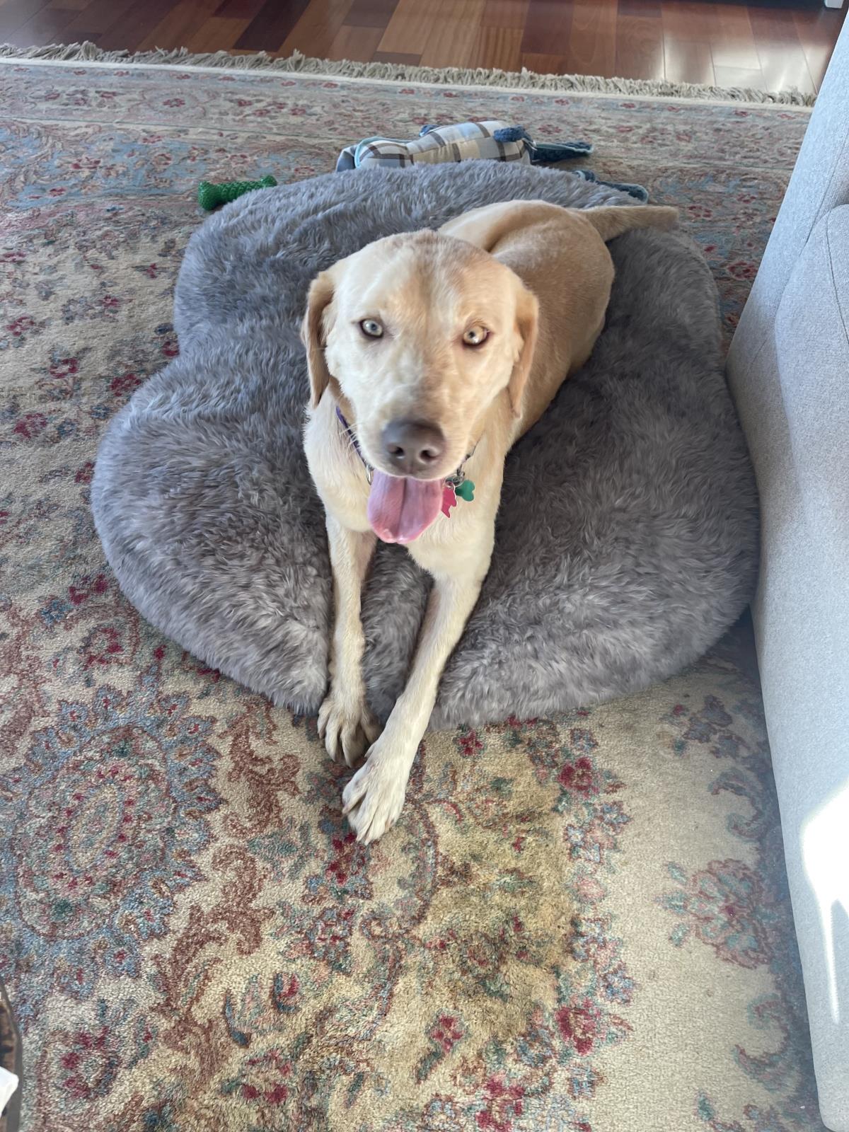 Jewels - Medical Hold