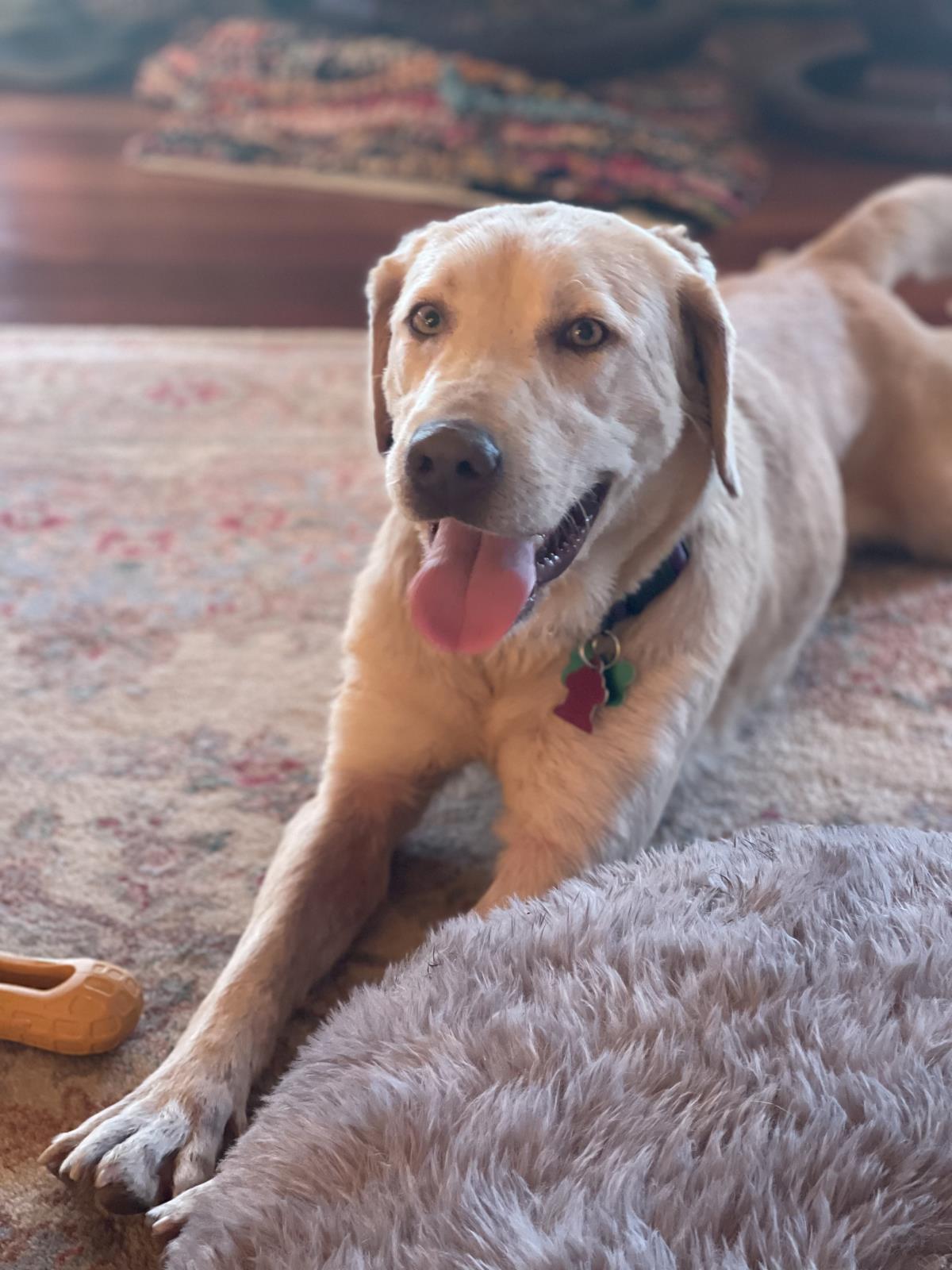 Jewels - Medical Hold