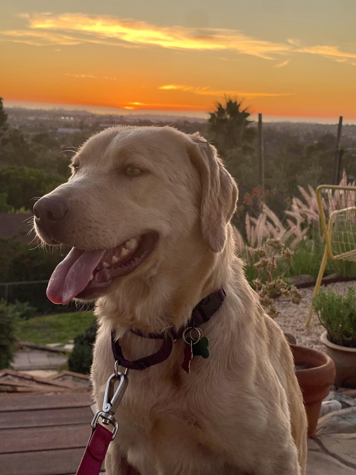 Jewels - Medical Hold