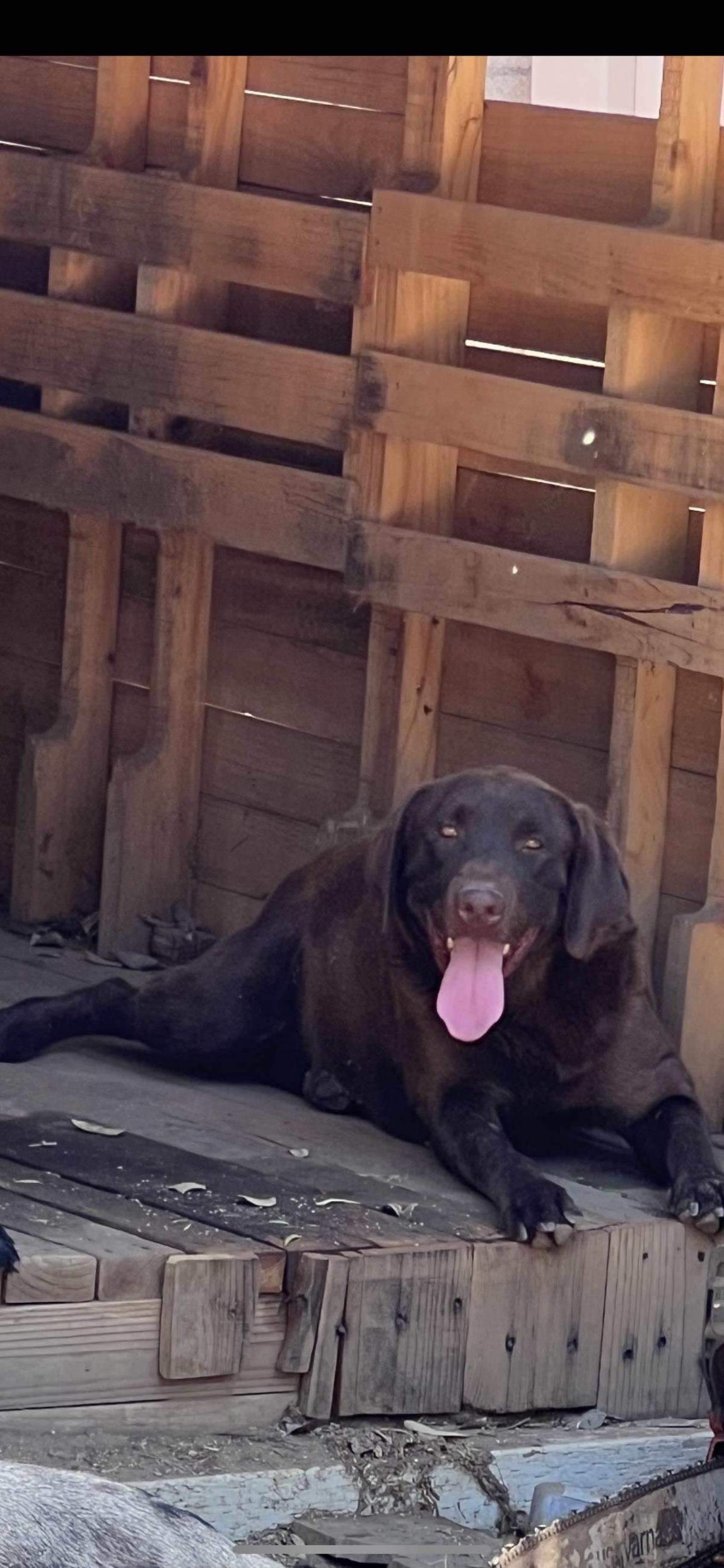 Noelia - Adopted