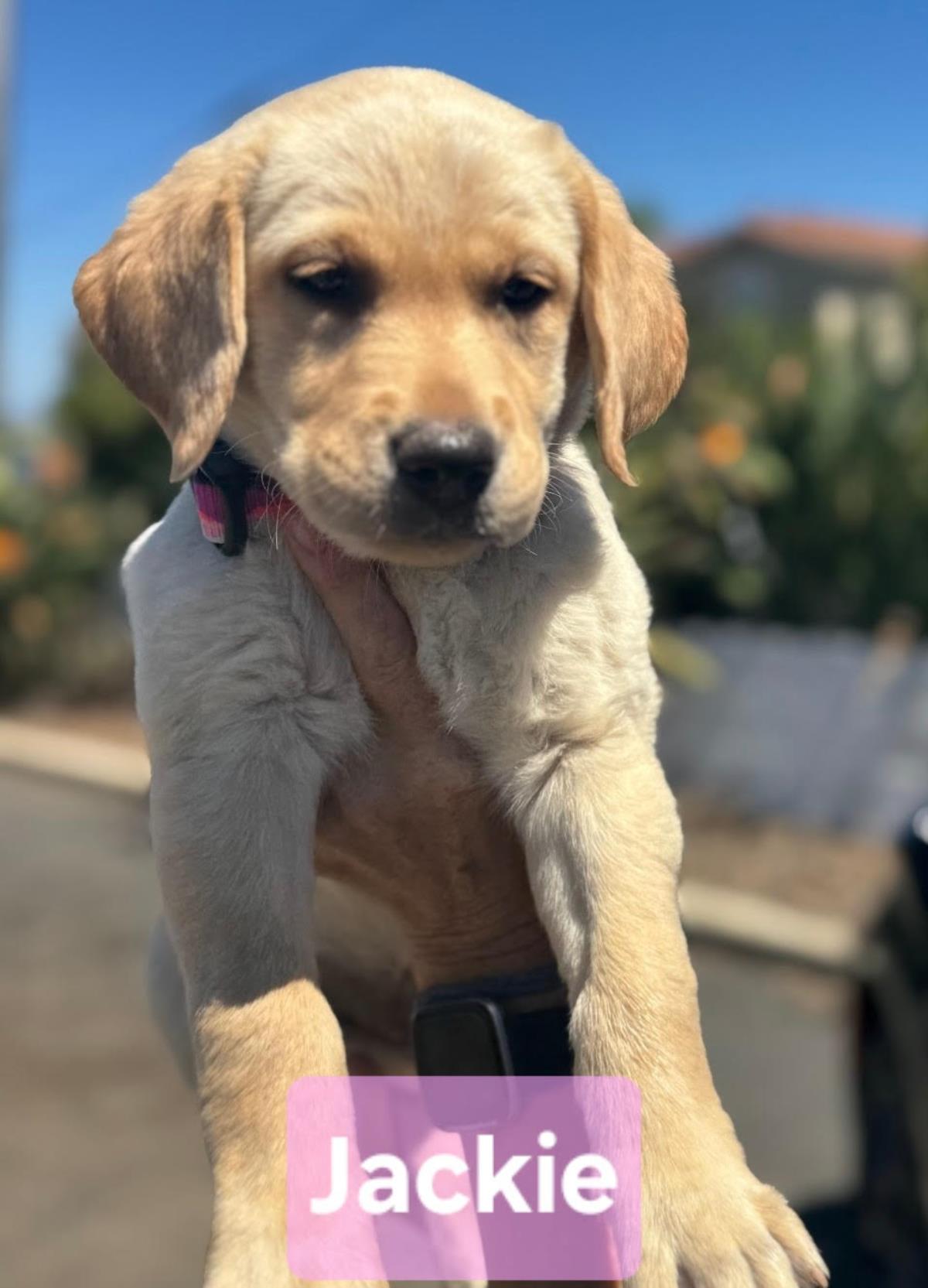 Chloe’s Puppy - Jackie
