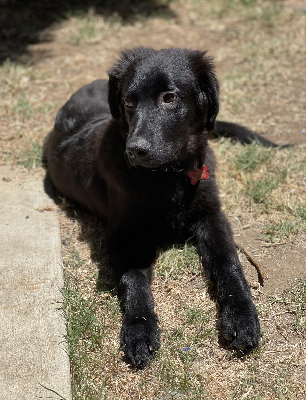 Cher's Puppy - Jagger